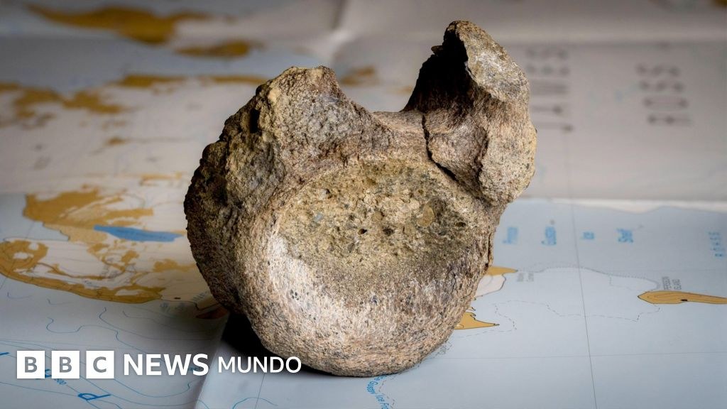 Encuentran el primer hueso de un dinosaurio de la Antártida... en un cajón