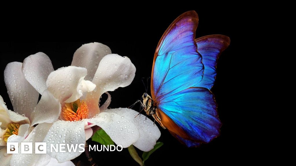 Las astutas técnicas de las flores para atraer a los insectos y que les ayuden a reproducirse